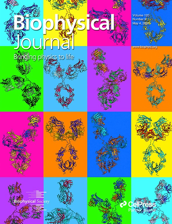 Solution structure of deglycosylated human IgG1 shows the role of CH2 glycans in its conformation.