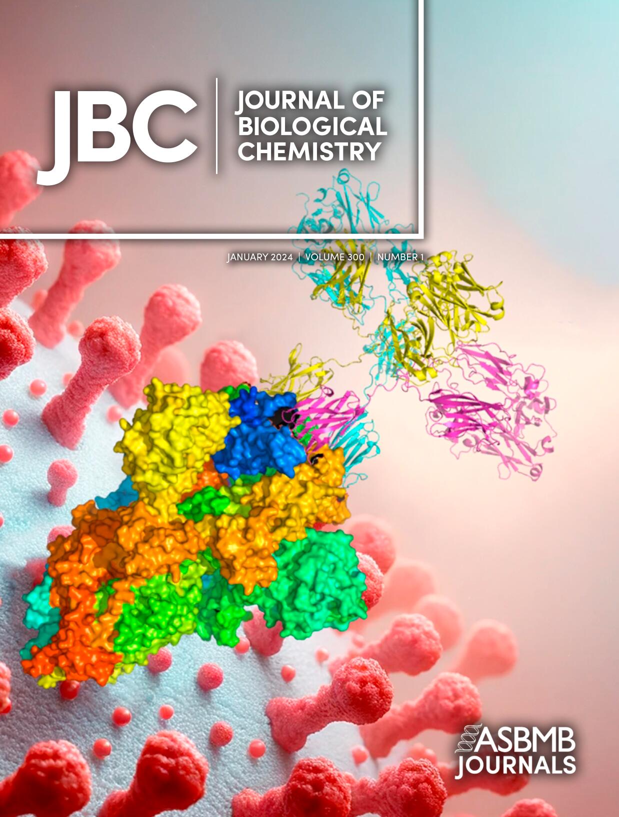 The solution structure of the heavy chain-only C5-Fc nanobody reveals exposed variable regions that are optimal for COVID-19 antigen interactions.